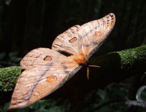 Ashton_canopy_moths001